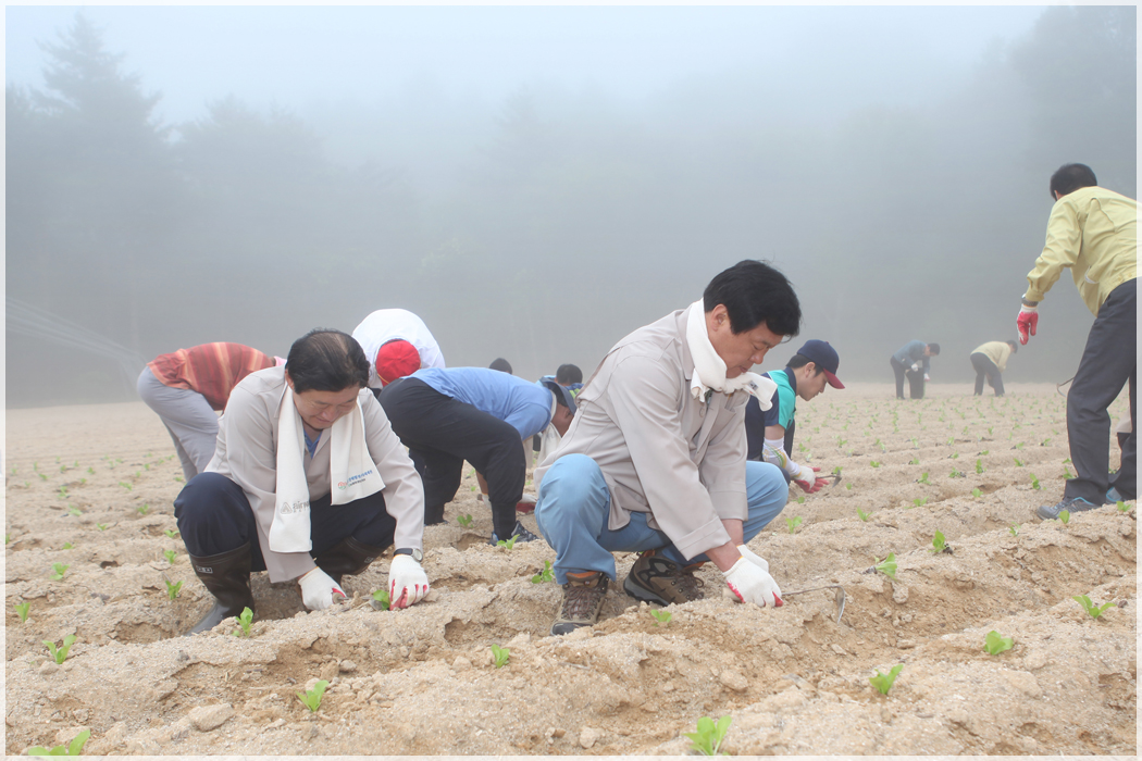 산업건설위원회 농촌 일손 돕기(2015.06.24) 대표이미지